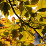 26.09.2022. Kielce. Jesień / Fot. Wiktor Taszłow – Radio Kielce