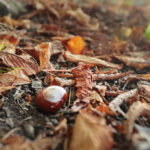 26.09.2022. Kielce. Jesień / Fot. Wiktor Taszłow – Radio Kielce