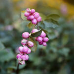 Synoptycy o październiku