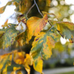 26.09.2022. Kielce. Jesień / Fot. Wiktor Taszłow – Radio Kielce