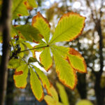 26.09.2022. Kielce. Jesień / Fot. Wiktor Taszłow – Radio Kielce