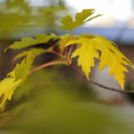 26.09.2022. Kielce. Jesień / Fot. Wiktor Taszłow – Radio Kielce