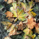 26.09.2022. Kielce. Jesień / Fot. Wiktor Taszłow – Radio Kielce