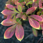 26.09.2022. Kielce. Jesień / Fot. Wiktor Taszłow – Radio Kielce