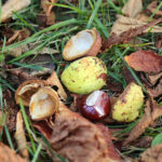 26.09.2022. Kielce. Jesień / Fot. Wiktor Taszłow – Radio Kielce