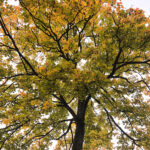 26.09.2022. Kielce. Jesień / Fot. Wiktor Taszłow – Radio Kielce