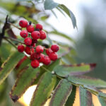 26.09.2022. Kielce. Jesień / Fot. Wiktor Taszłow – Radio Kielce