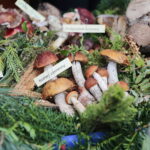 Dary świętokrzyskich lasów na wyciągnięcie ręki. Piknik na Stadionie Leśnym