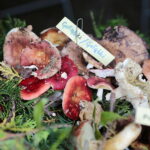 18.09.2022. Kielce. Festyn “Dary Świętokrzyskich Lasów” / Fot. Wiktor Taszłow - Radio Kielce