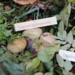 18.09.2022. Kielce. Festyn “Dary Świętokrzyskich Lasów” / Fot. Wiktor Taszłow - Radio Kielce