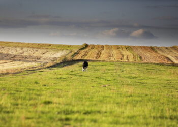 Biologizacja zwiększa żyzność gleby i plony. Jak ją prowadzić? - Radio Kielce