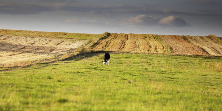 Na konta rolników trafiło już prawie 8,5 mld zł zaliczek dopłat bezpośrednich - Radio Kielce