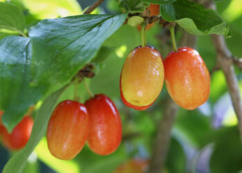 Sekrety ziół – dereń jadalny - Radio Kielce