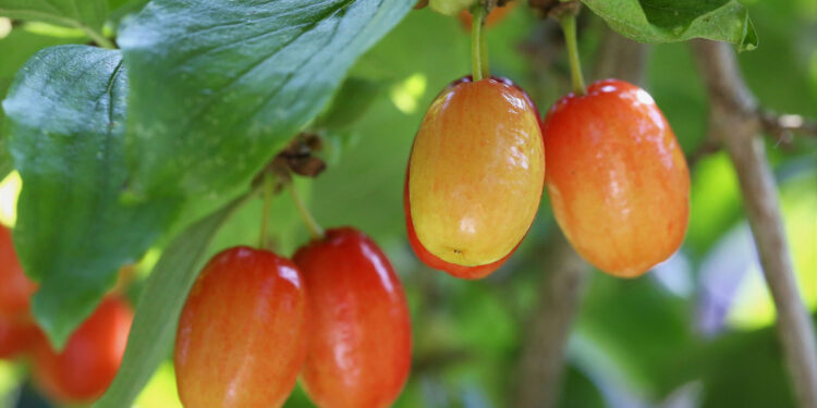 Sekrety ziół – dereń jadalny - Radio Kielce Sekrety ziół – dereń jadalny - Radio Kielce