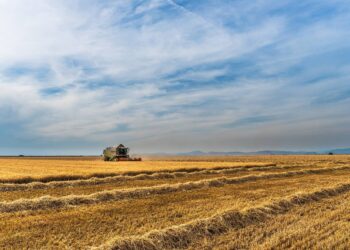 Gdzie w Świętokrzyskiem uprawiano zboża i jakie uzyskano plony w 2022 roku? - Radio Kielce