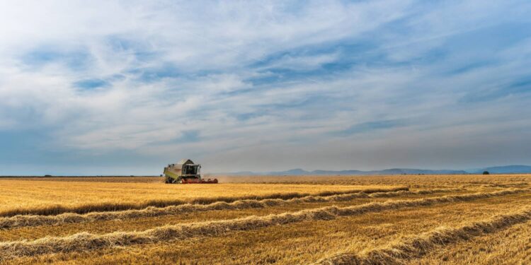 Gdzie w Świętokrzyskiem uprawiano zboża i jakie uzyskano plony w 2022 roku? - Radio Kielce