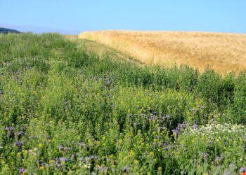 Ekoschematy – nowe płatności w ramach płatności bezpośrednich w latach 2023-2027 - Radio Kielce