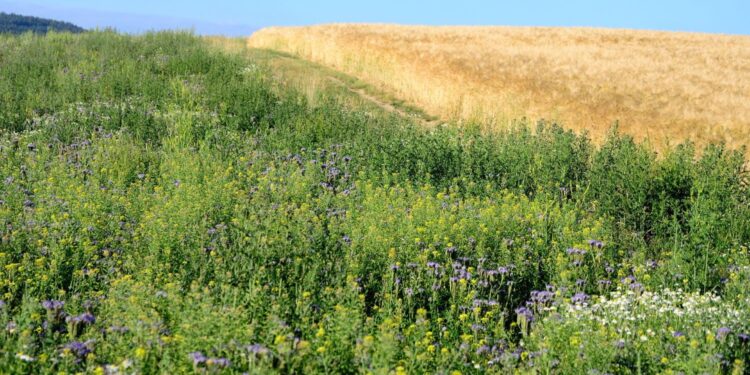 Ekoschematy – nowe płatności w ramach płatności bezpośrednich w latach 2023-2027 - Radio Kielce