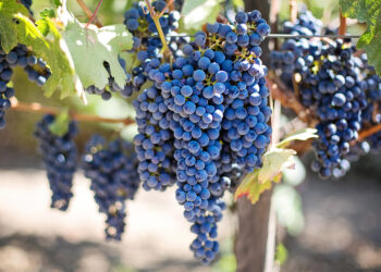 Zbliża się termin składania deklaracji dotyczących rynku wina - Radio Kielce