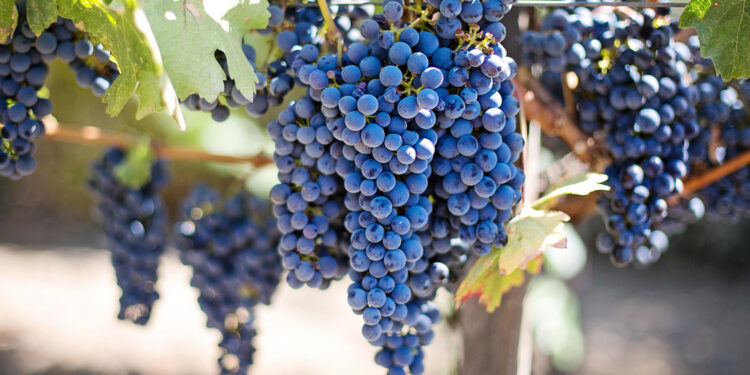 Zbliża się termin składania deklaracji dotyczących rynku wina - Radio Kielce