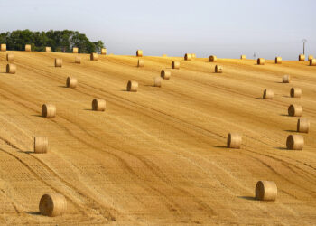 Najnowsze prognozy plonów dla Polski i krajów Unii Europejskiej - Radio Kielce
