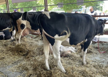 Utrzymuje się popyt na mleko, ceny rosną - Radio Kielce