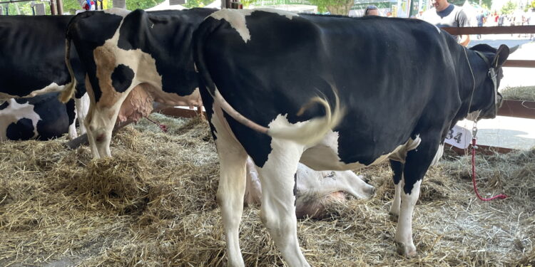 Utrzymuje się popyt na mleko, ceny rosną - Radio Kielce