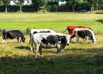 Chów i hodowla krów w województwie świętokrzyskim - Radio Kielce