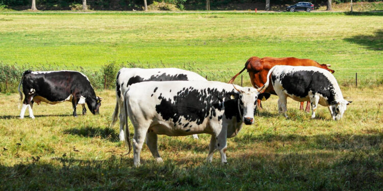 Chów i hodowla krów w województwie świętokrzyskim - Radio Kielce