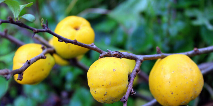 Pigwowiec na zdrowie. Owoce są bombą witaminy C - Radio Kielce