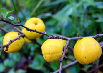 Pigwowiec na zdrowie. Owoce są bombą witaminy C - Radio Kielce