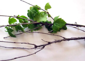 Chrońmy porzeczki – zwalczanie pryszczarka porzeczkowca pędowego - Radio Kielce