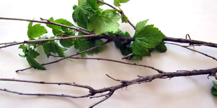 Chrońmy porzeczki – zwalczanie pryszczarka porzeczkowca pędowego - Radio Kielce