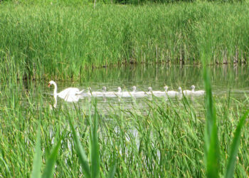 RYM SIĘ NIESIE PO POLU PO LESIE. „Po zielonym stawie” [POSŁUCHAJ] - Radio Kielce