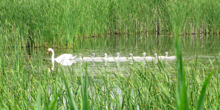 RYM SIĘ NIESIE PO POLU PO LESIE. „Po zielonym stawie” [POSŁUCHAJ] - Radio Kielce