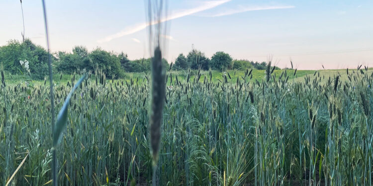 Lista zalecanych odmian zbóż ozimych w Świętokrzyskiem - Radio Kielce