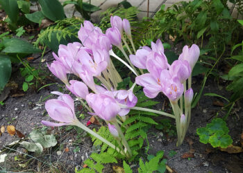 Zakwitły zimowity. Uwaga, to silnie trujące rośliny - Radio Kielce