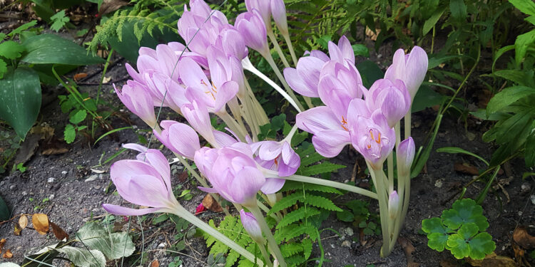 Zakwitły zimowity. Uwaga, to silnie trujące rośliny - Radio Kielce Zakwitły zimowity. Uwaga, to silnie trujące rośliny - Radio Kielce