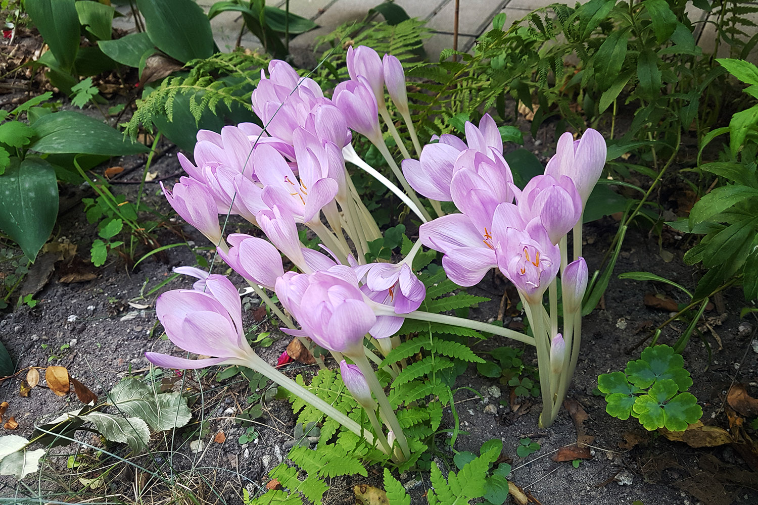 Zakwitły zimowity. Uwaga, to silnie trujące rośliny - Radio Kielce Zakwitły zimowity. Uwaga, to silnie trujące rośliny - Radio Kielce