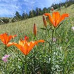 Włochy Środkowe. Część 2 / Fot. Danuta Rasała