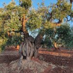 08.10.2022. Muzyczne podróże. Włochy Południowe / Fot. Danuta Rasała