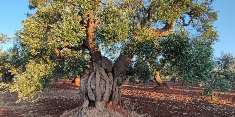 08.10.2022. Muzyczne podróże. Włochy Południowe / Fot. Danuta Rasała