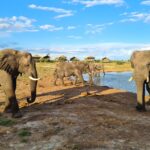 Muzyczne Podróże. Harcerska Afryka / Fot. Ludwik Pisarski