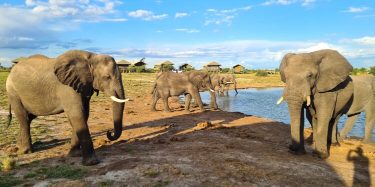 Muzyczne Podróże. Harcerska Afryka / Fot. Ludwik Pisarski