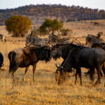 Muzyczne Podróże. Harcerska Afryka / Fot. Ludwik Pisarski