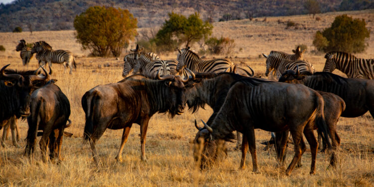 Muzyczne Podróże. Harcerska Afryka / Fot. Ludwik Pisarski