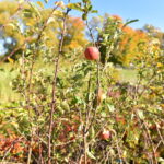 07.06.2022. Końskie. Akcja „Drzewko za surowce” / Fot. Magdalena Galas-Klusek - Radio Kielce