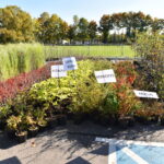 07.06.2022. Końskie. Akcja „Drzewko za surowce” / Fot. Magdalena Galas-Klusek - Radio Kielce