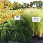 07.06.2022. Końskie. Akcja „Drzewko za surowce” / Fot. Magdalena Galas-Klusek - Radio Kielce