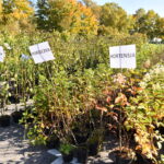 07.06.2022. Końskie. Akcja „Drzewko za surowce” / Fot. Magdalena Galas-Klusek - Radio Kielce